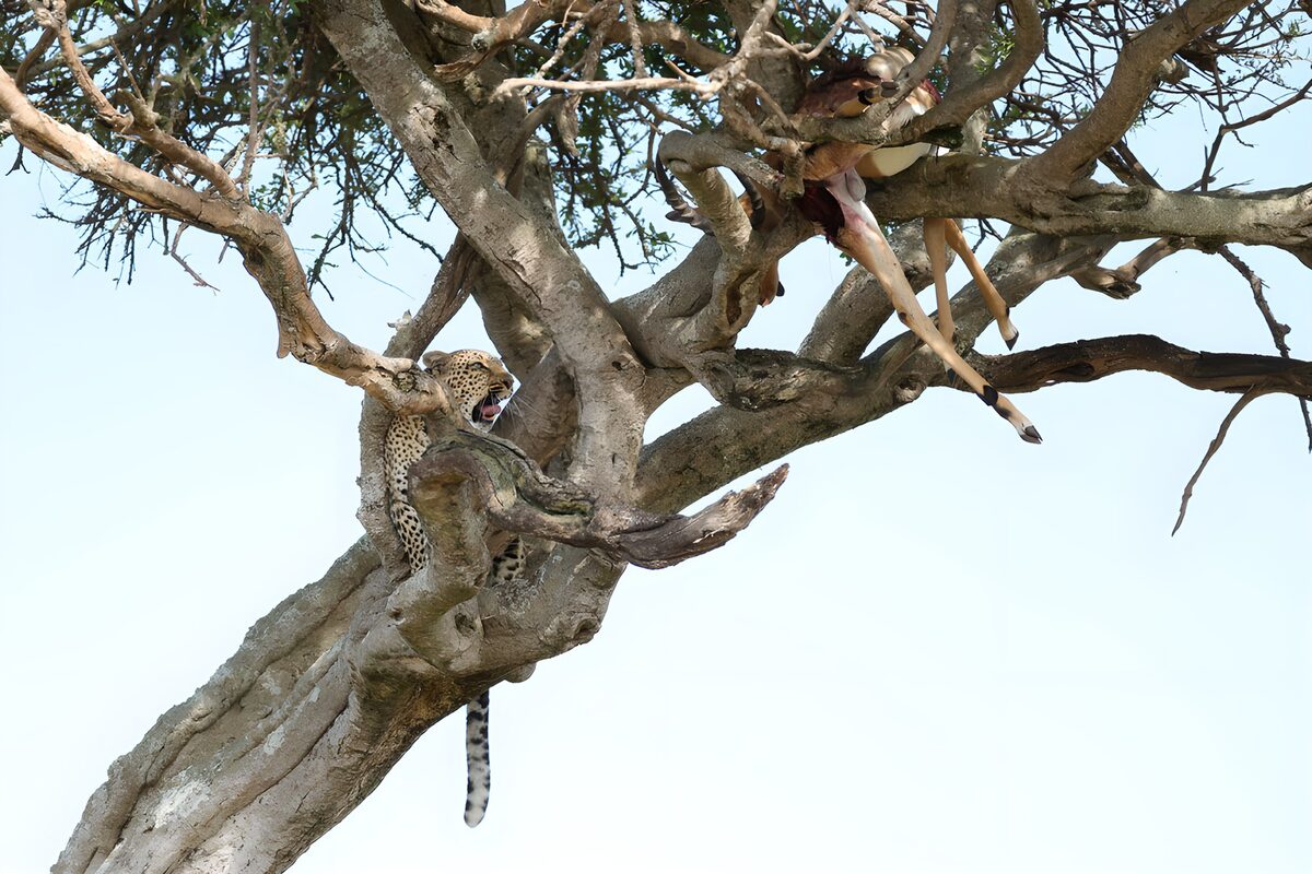 Leopard and antelope in the tree's shade