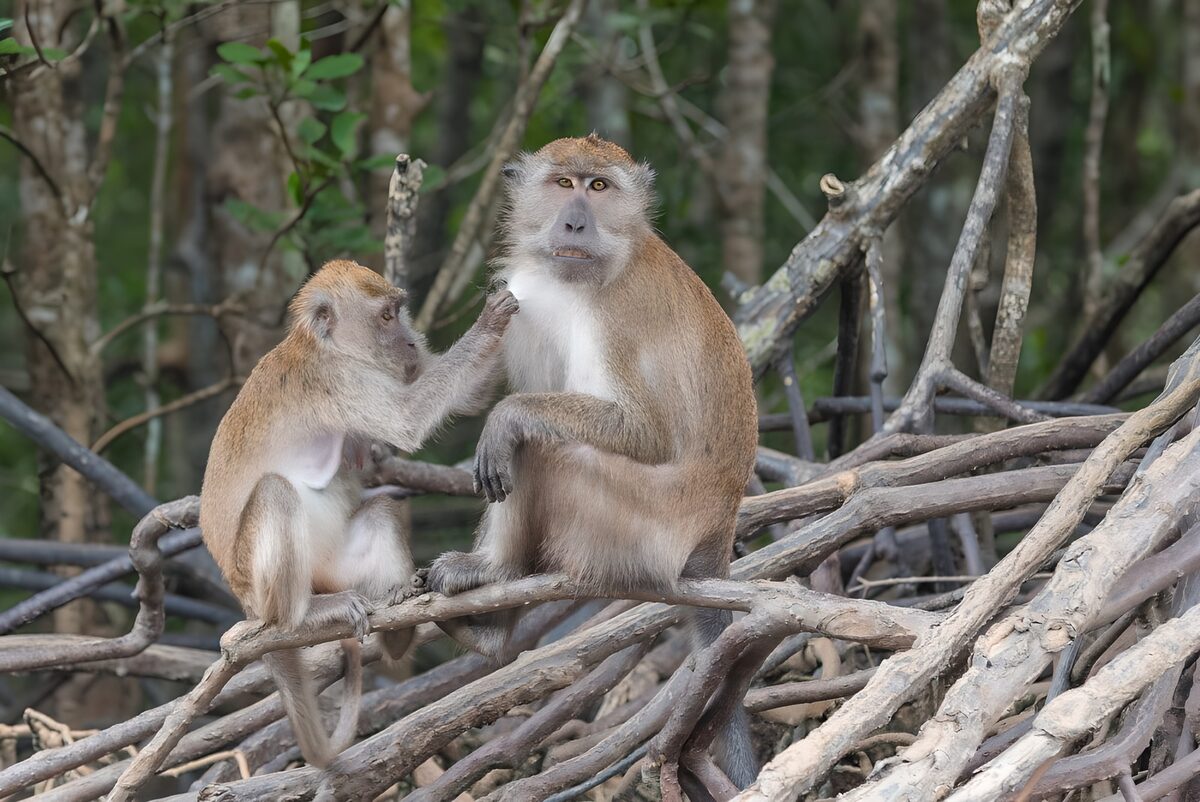 Two macaques grooming on a quiet perch