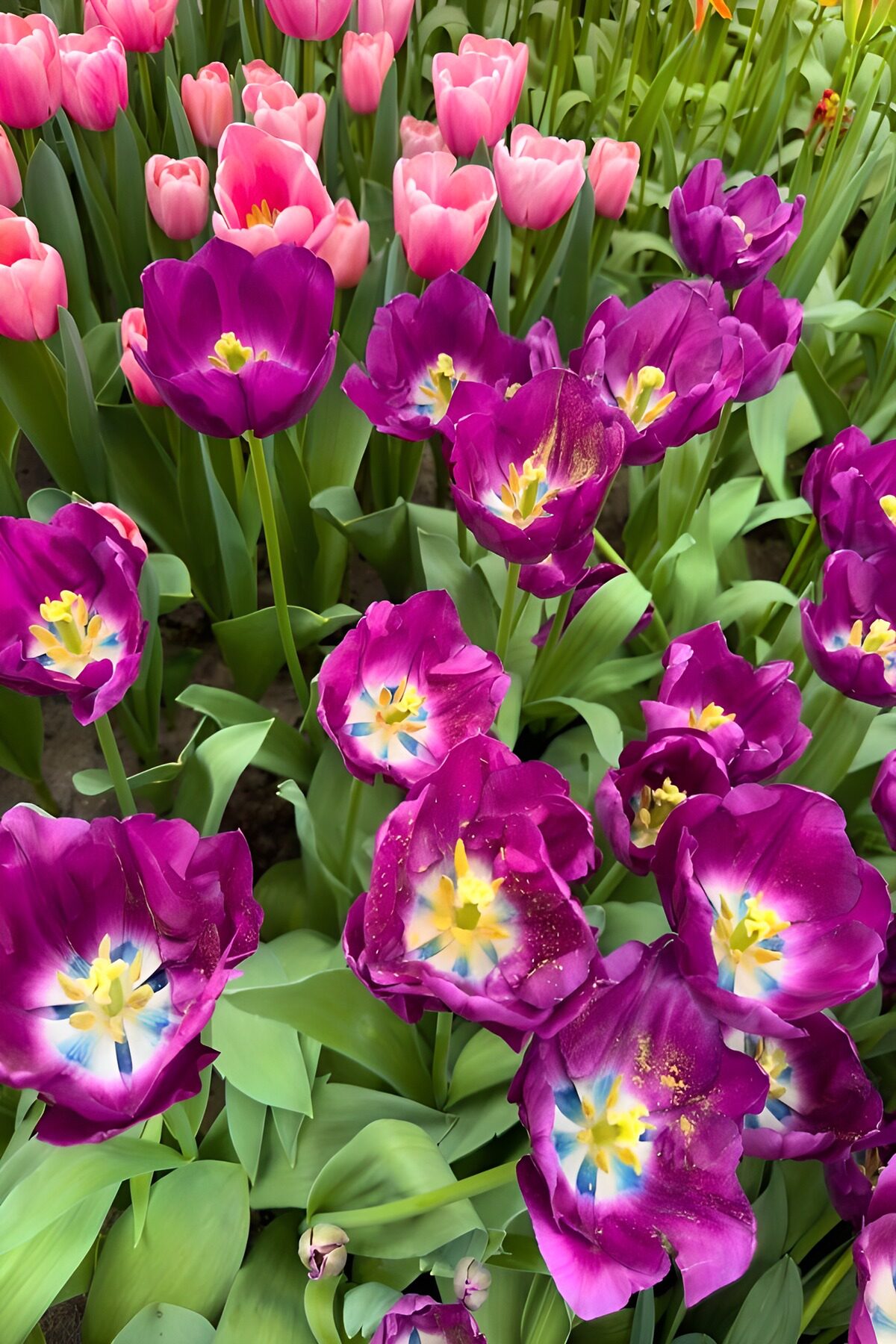 Pink and purple tulips in spring sunshine