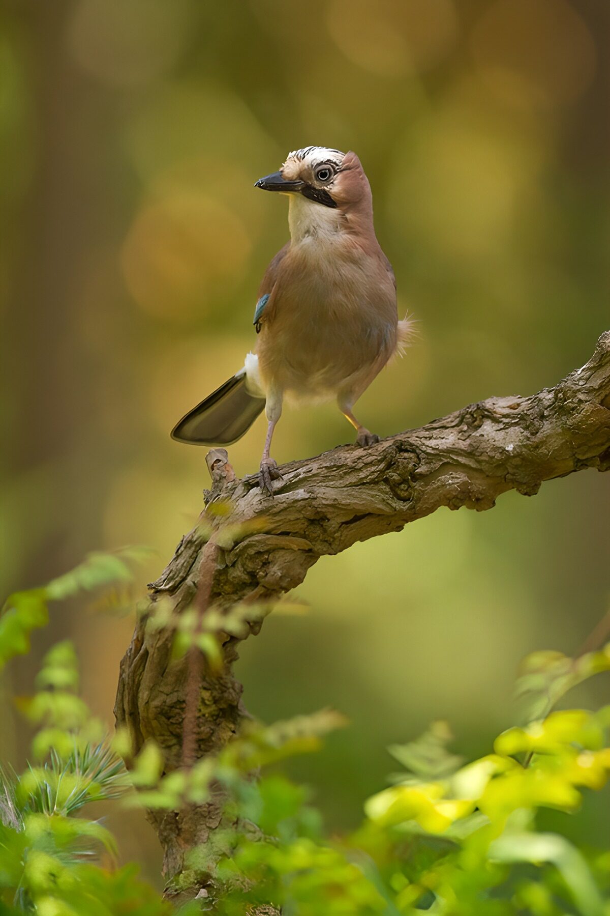 Eurasian jay on a sweeping branch