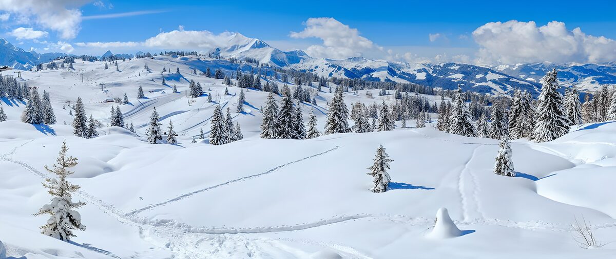 Snowy peaks and conifers in winter sun