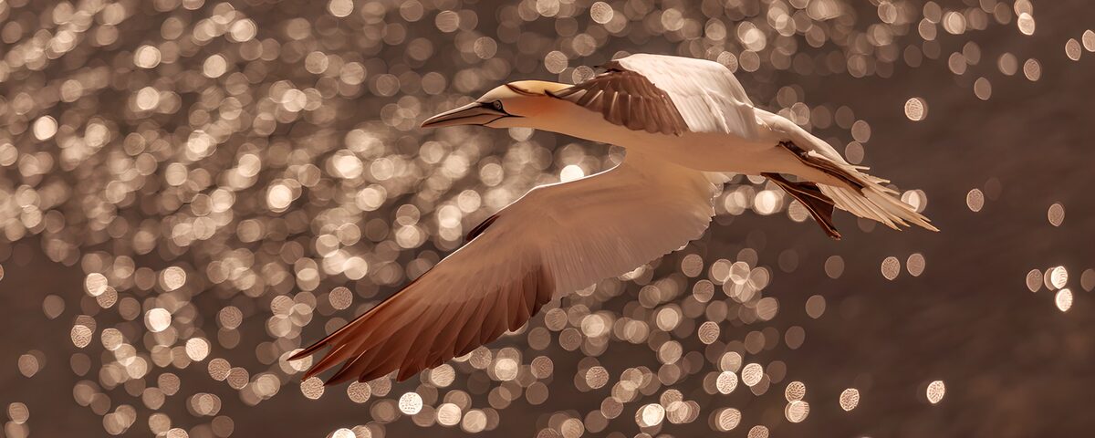 Northern gannet in warm light