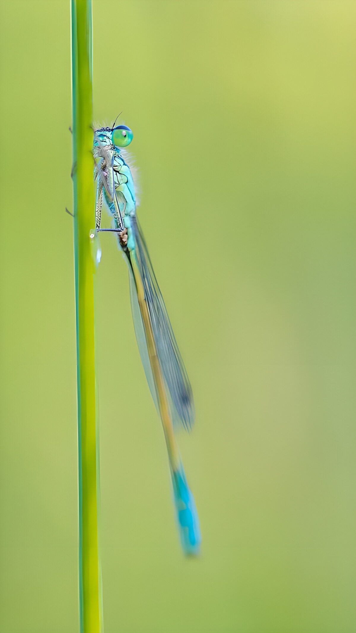 Blue damselfly at rest on a green stem