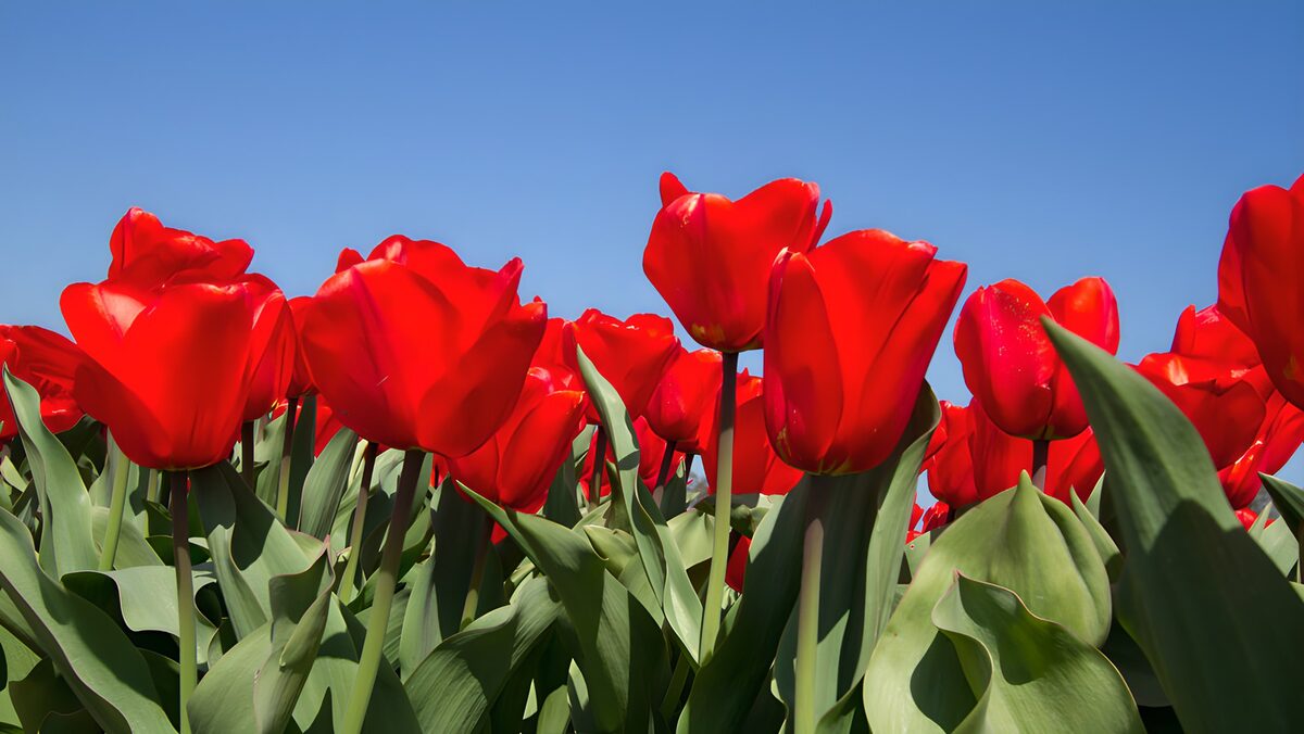 Red tulips beneath a bright blue sky
