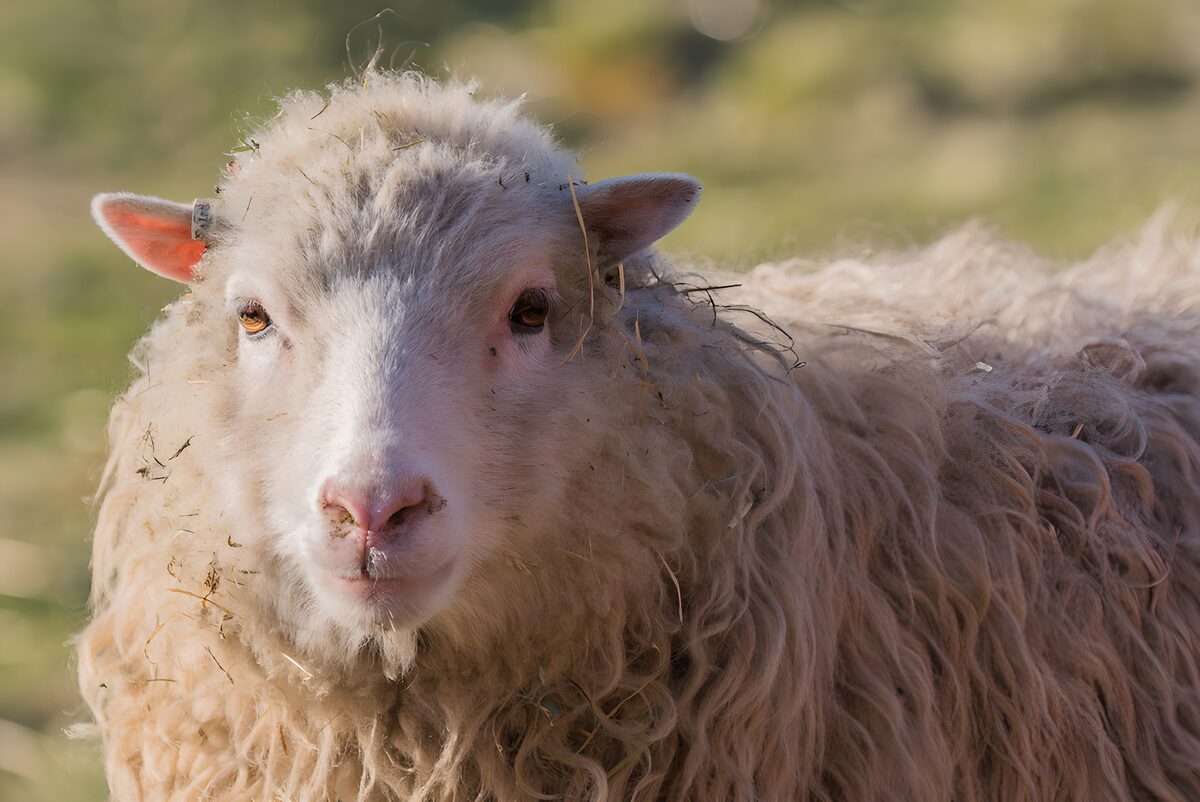 Woolly sheep in warm sunlight
