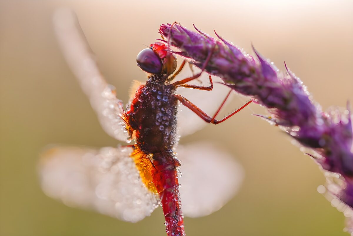 Red dragonfly in soft backlight