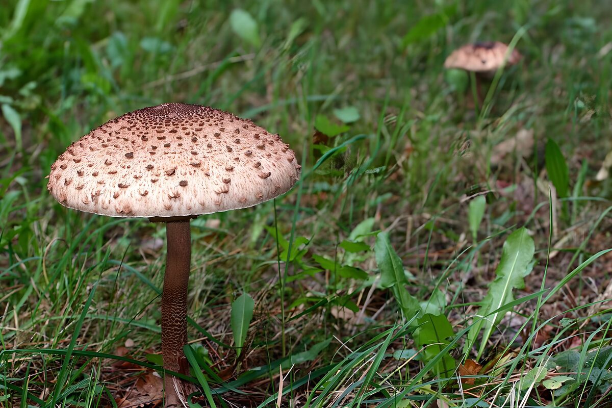Large mushroom in soft daylight