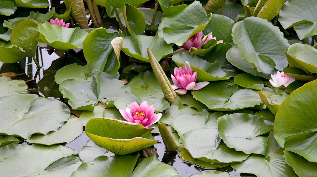 Pink water lilies among glossy leaves