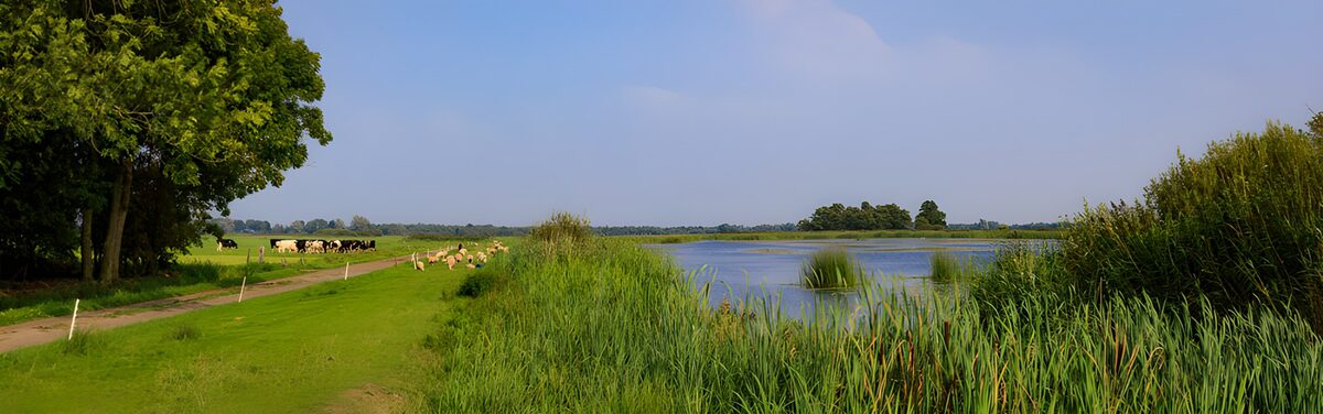 Sunlit meadow with cattle and reeds