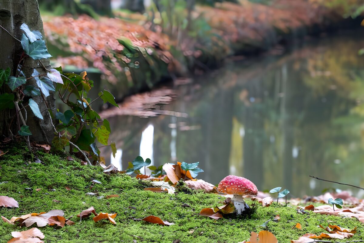 Fly agaric on a mossy waterside bank