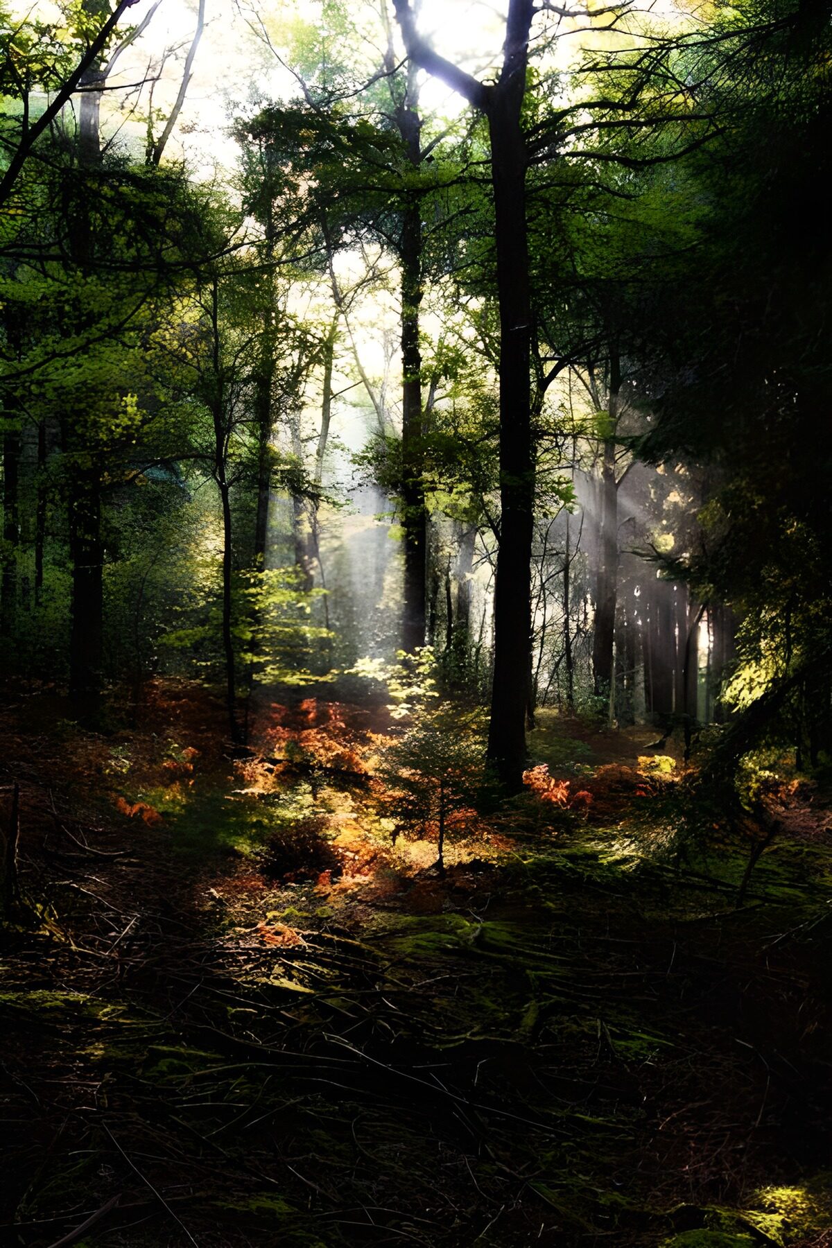 Sunbeams through a shadowy forest