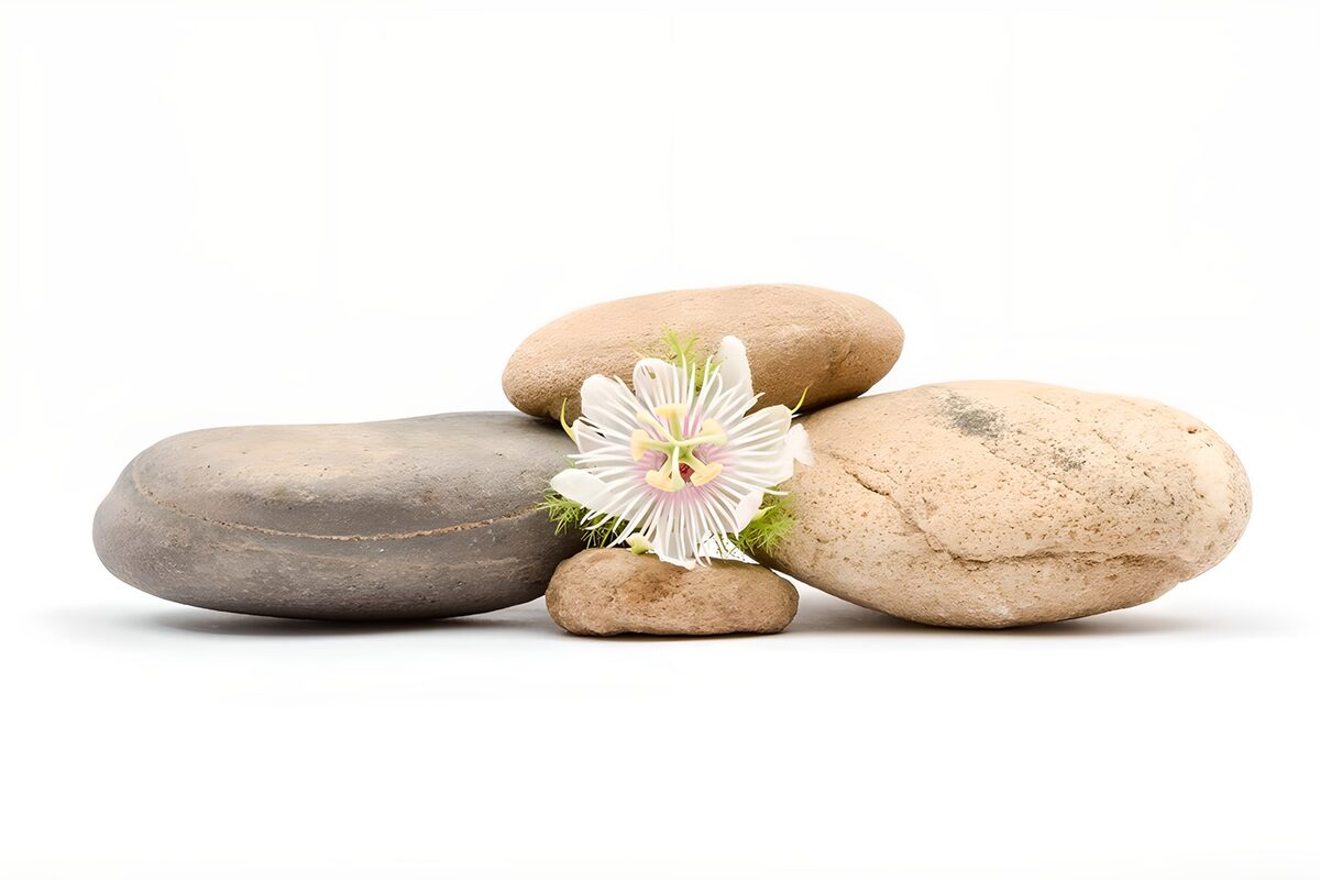 White passionflower and four quiet stones