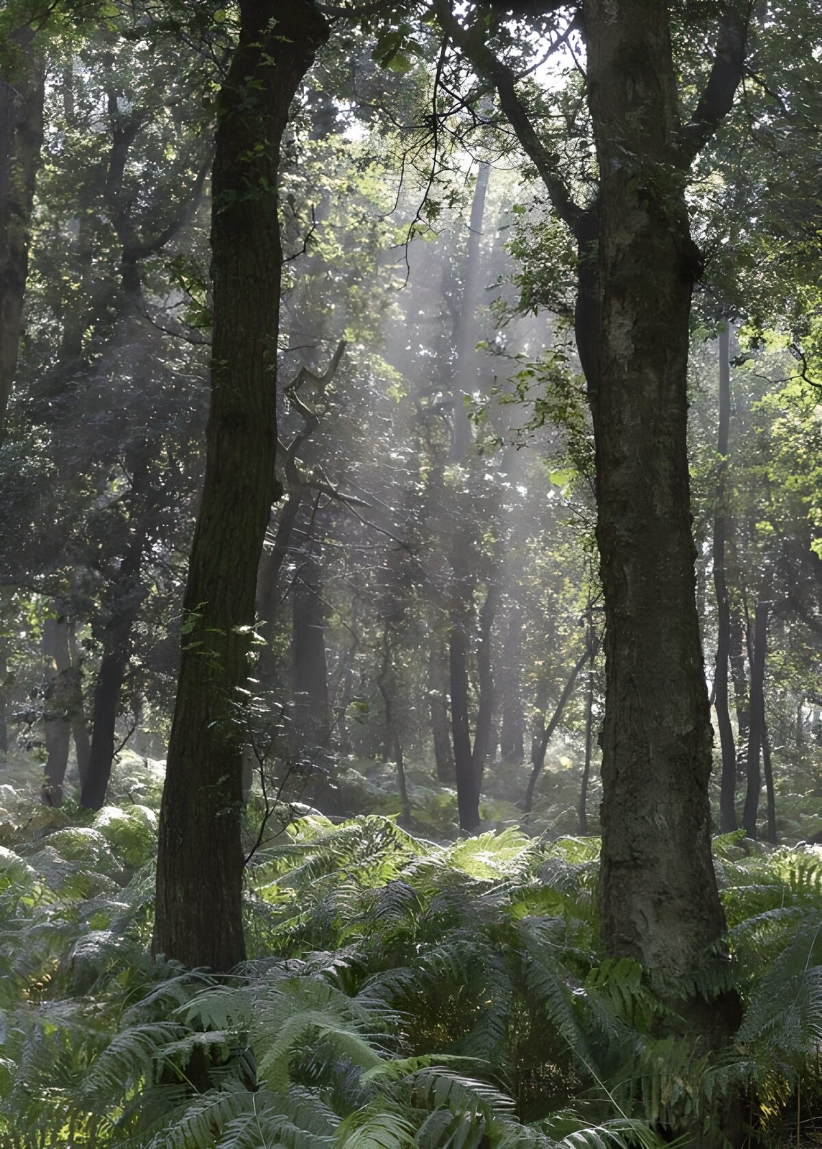 Sunlit ferns beneath woodland trees