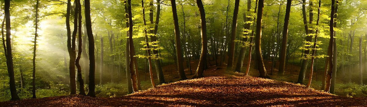 Sunlit woodland with fallen leaves