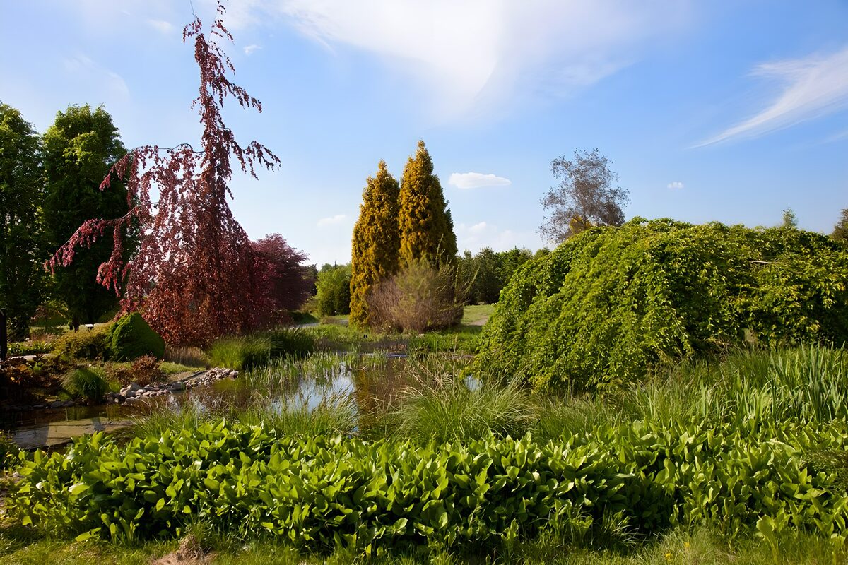 Sunlit garden pond with colourful trees