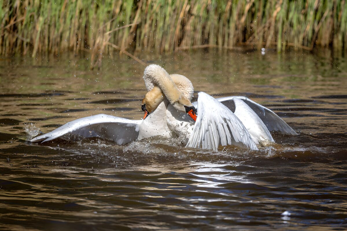Two swans with wings spread wide