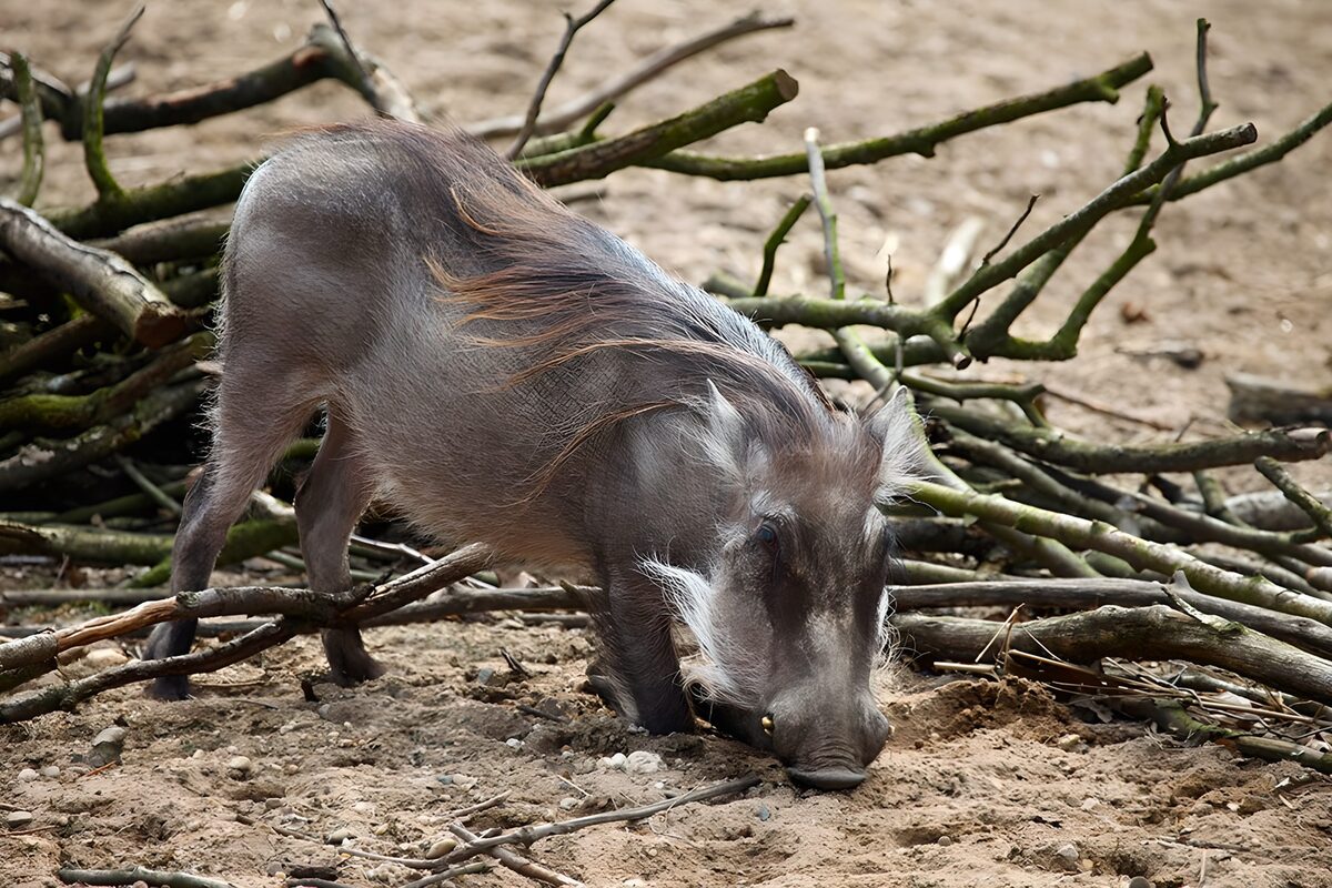 Warthog foraging on sandy ground
