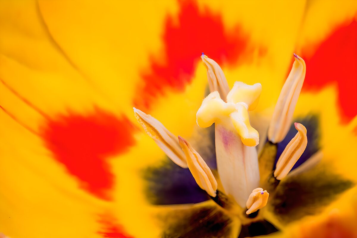 Red and yellow tulip, up close