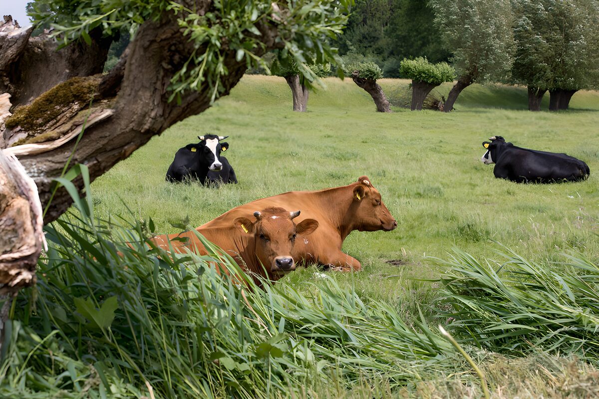 Four cows resting in a quiet meadow