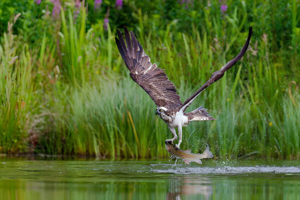 Osprey lifting a fish through the spray