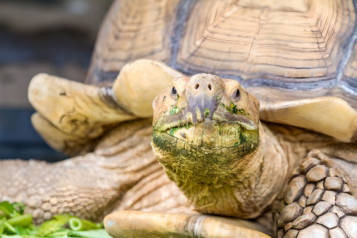 Tortoise close-up at lunchtime