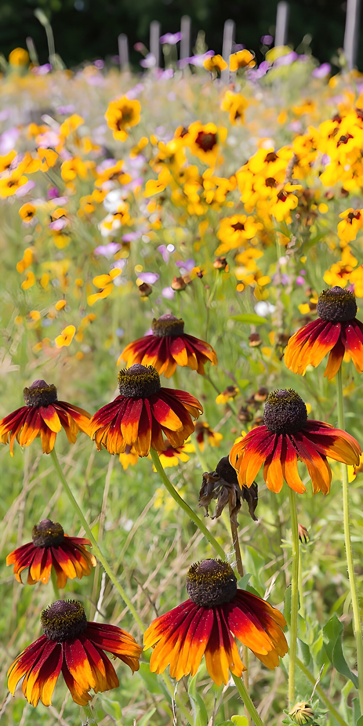 Red and yellow coneflowers in sunshine