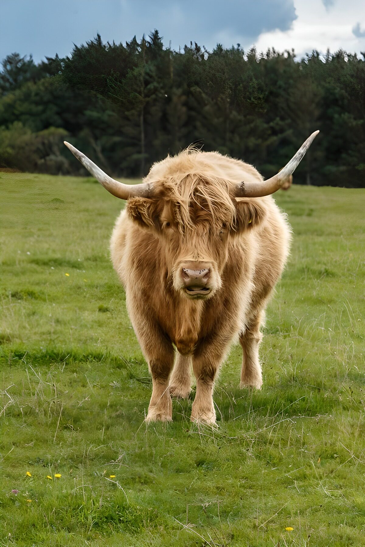 Golden Highland cow in a quiet meadow