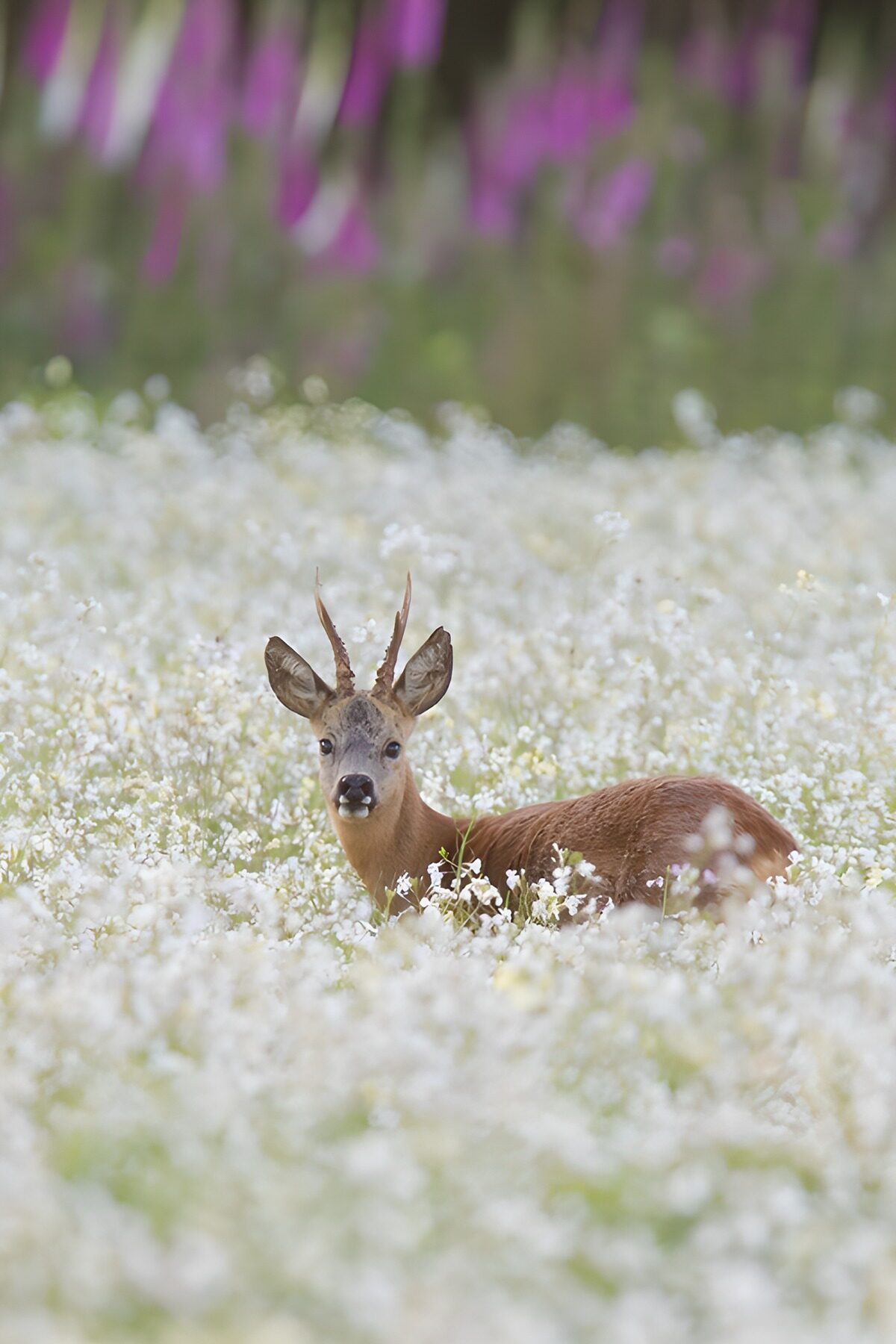 Watchful roe deer among white flowers