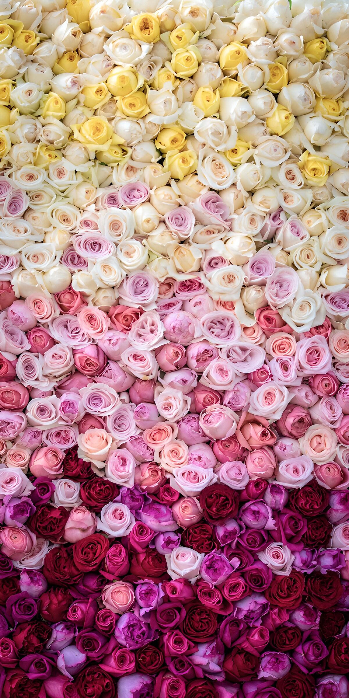 Rose wall in cream, pink and deep purple