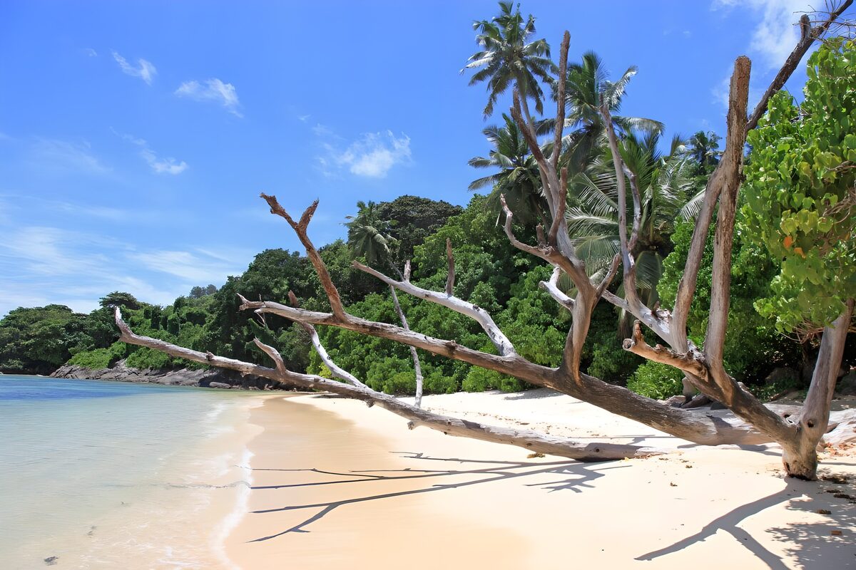 Tropical beach with a weathered tree