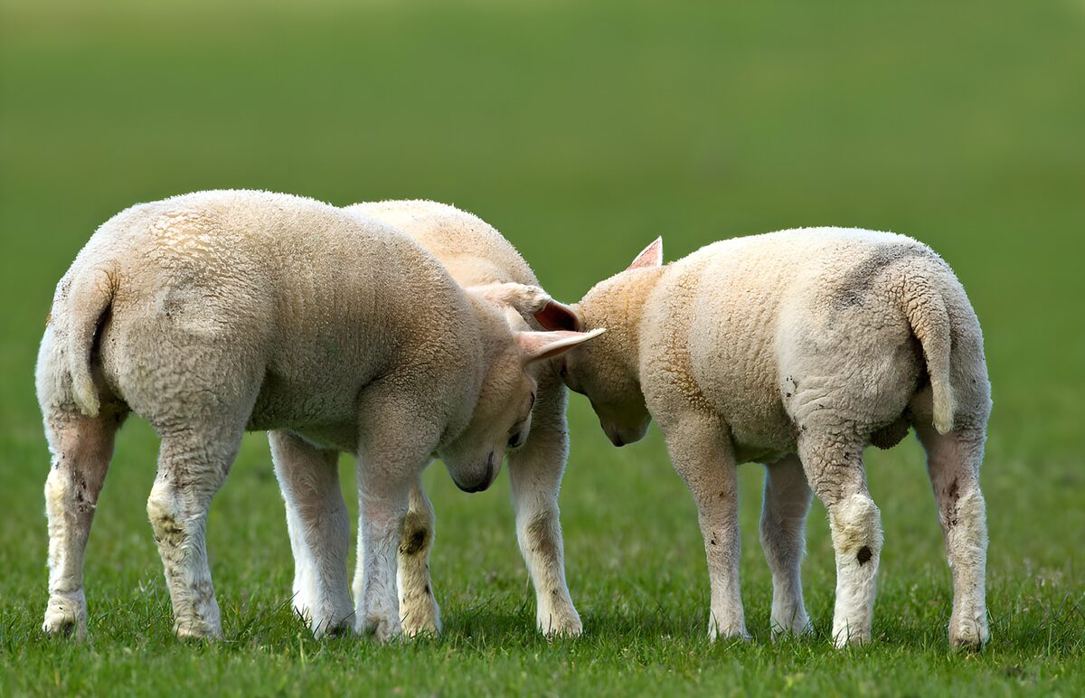 Three white lambs close together on grass