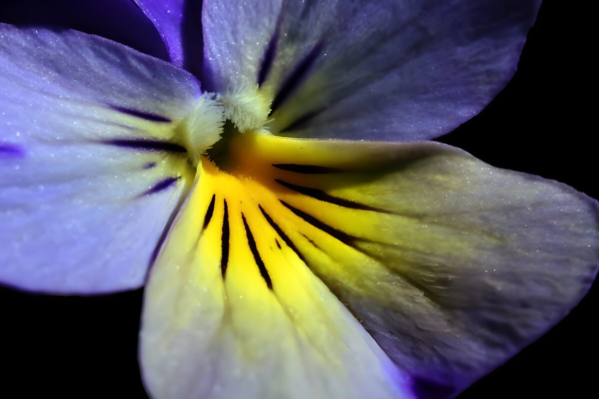 Purple pansy in dramatic close-up