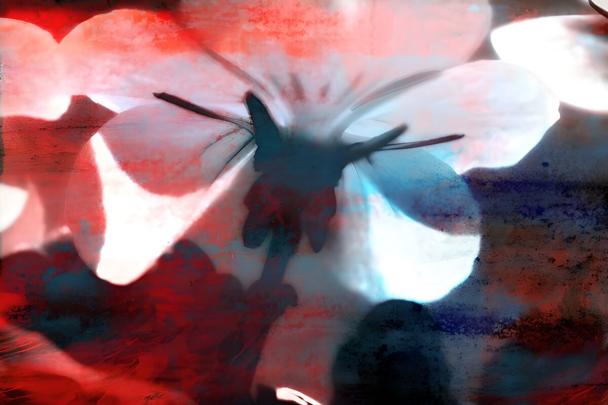 Red and white blossom in a blue haze