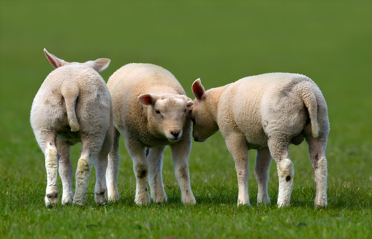 Three white lambs together in the grass