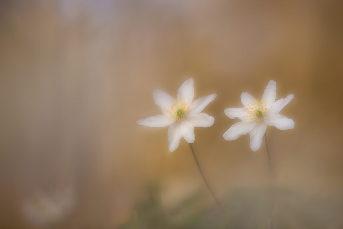 Two white wood anemones in soft focus