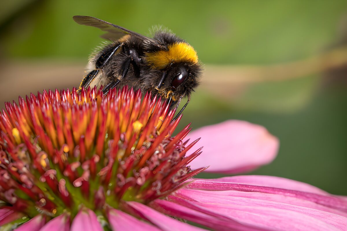 Bumblebee at work on a pink coneflower