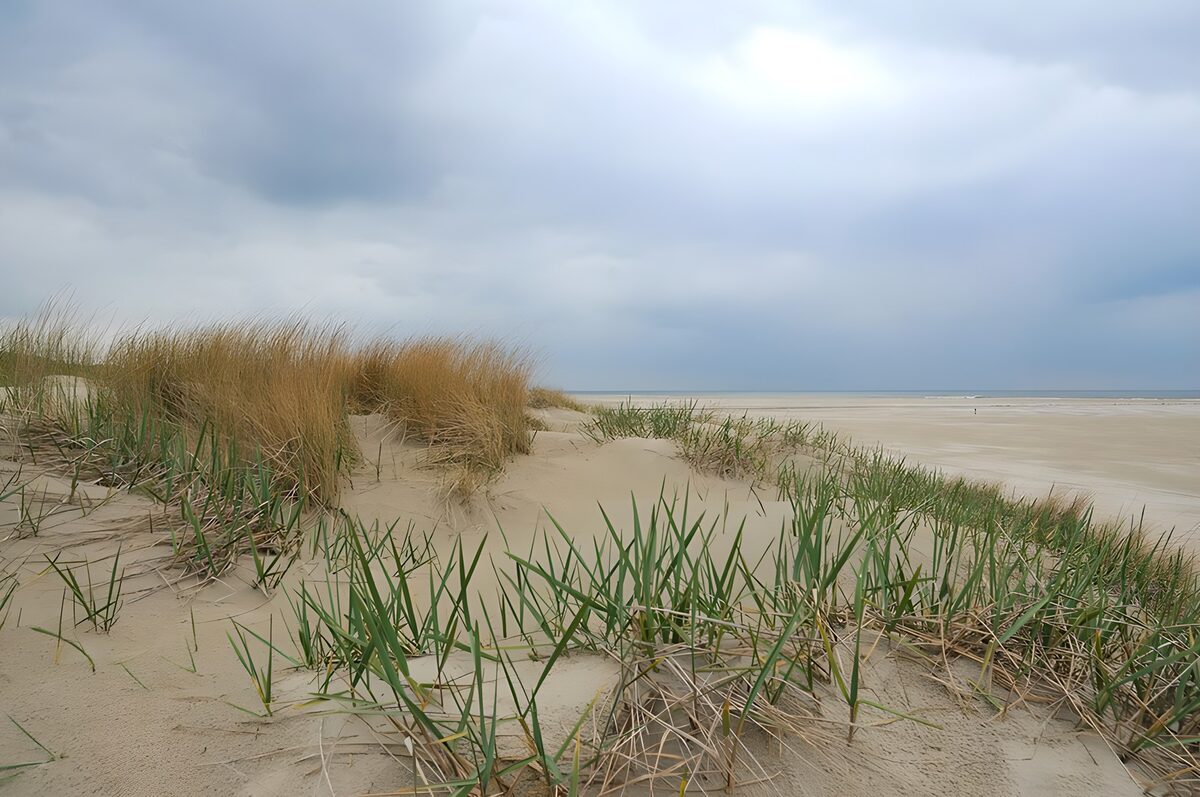 Grassy dunes beside a quiet beach
