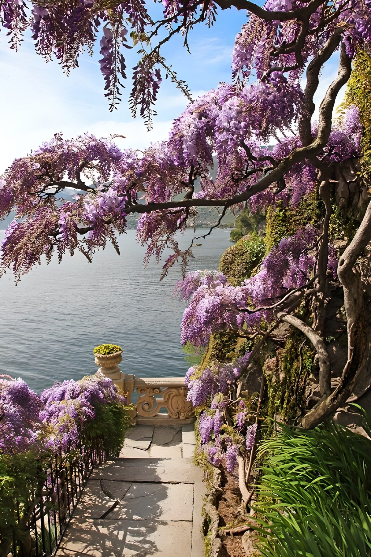 Wisteria over sunlit lakeside steps