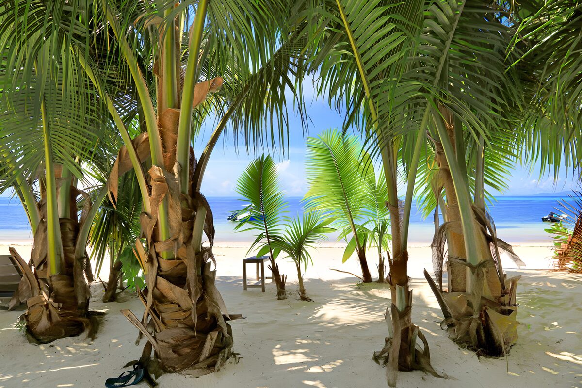 Palm shadows on a ribbon of sand