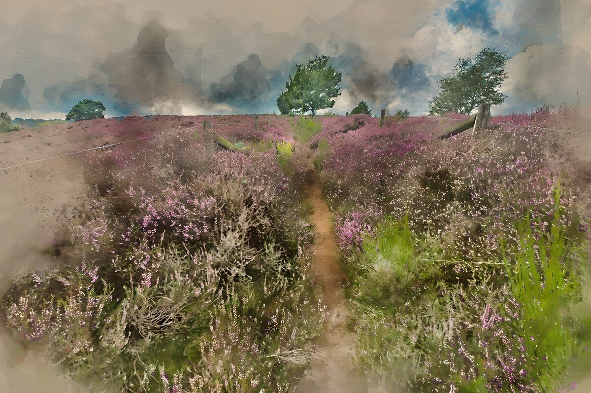 Heather path beneath gathering clouds