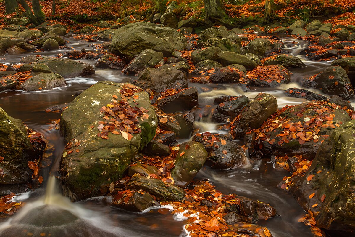 Autumn stream among leaf-covered boulders