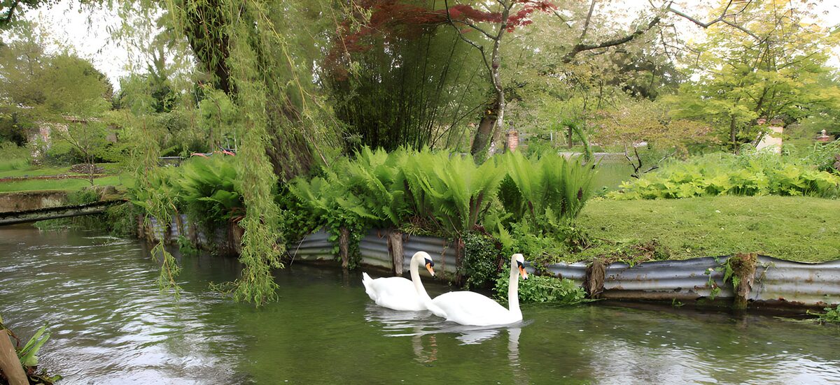 Two swans on a quiet, fern-lined pond
