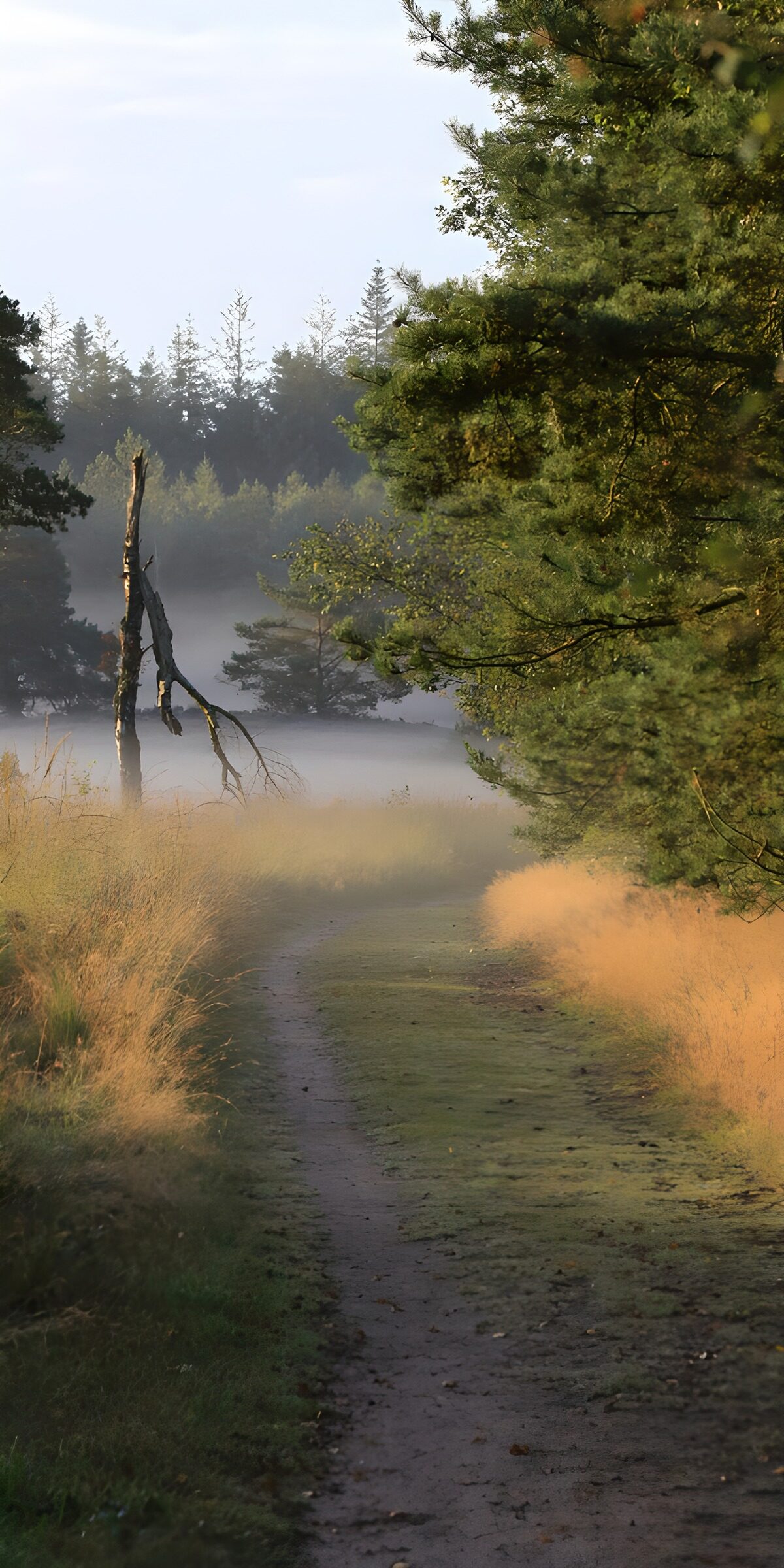 Sunlit pine path in morning mist