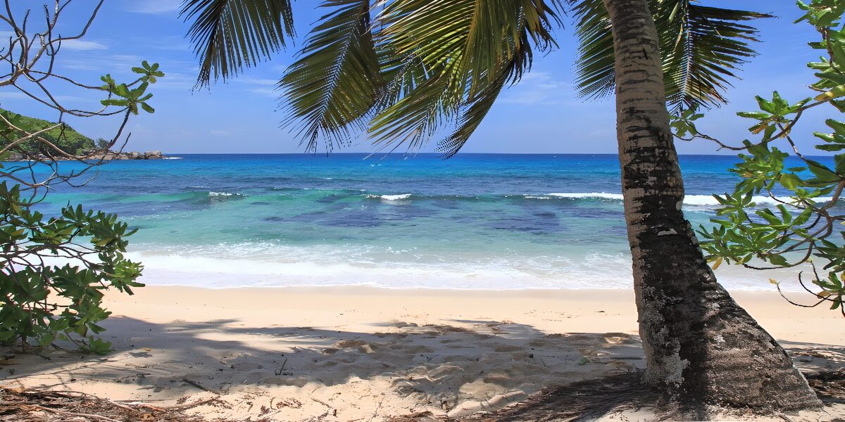 Where palm shadows meet the turquoise sea