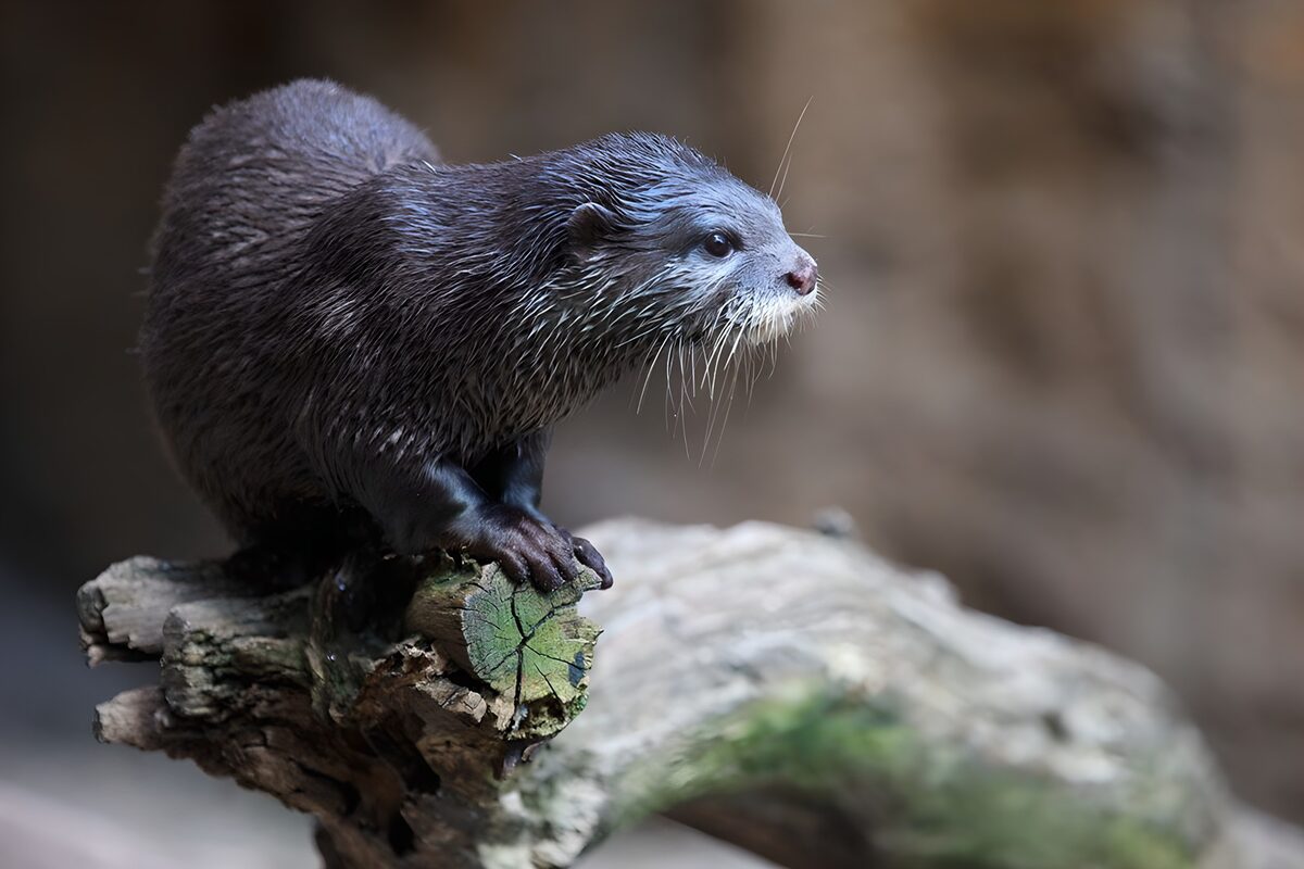 Otter resting on a weathered trunk