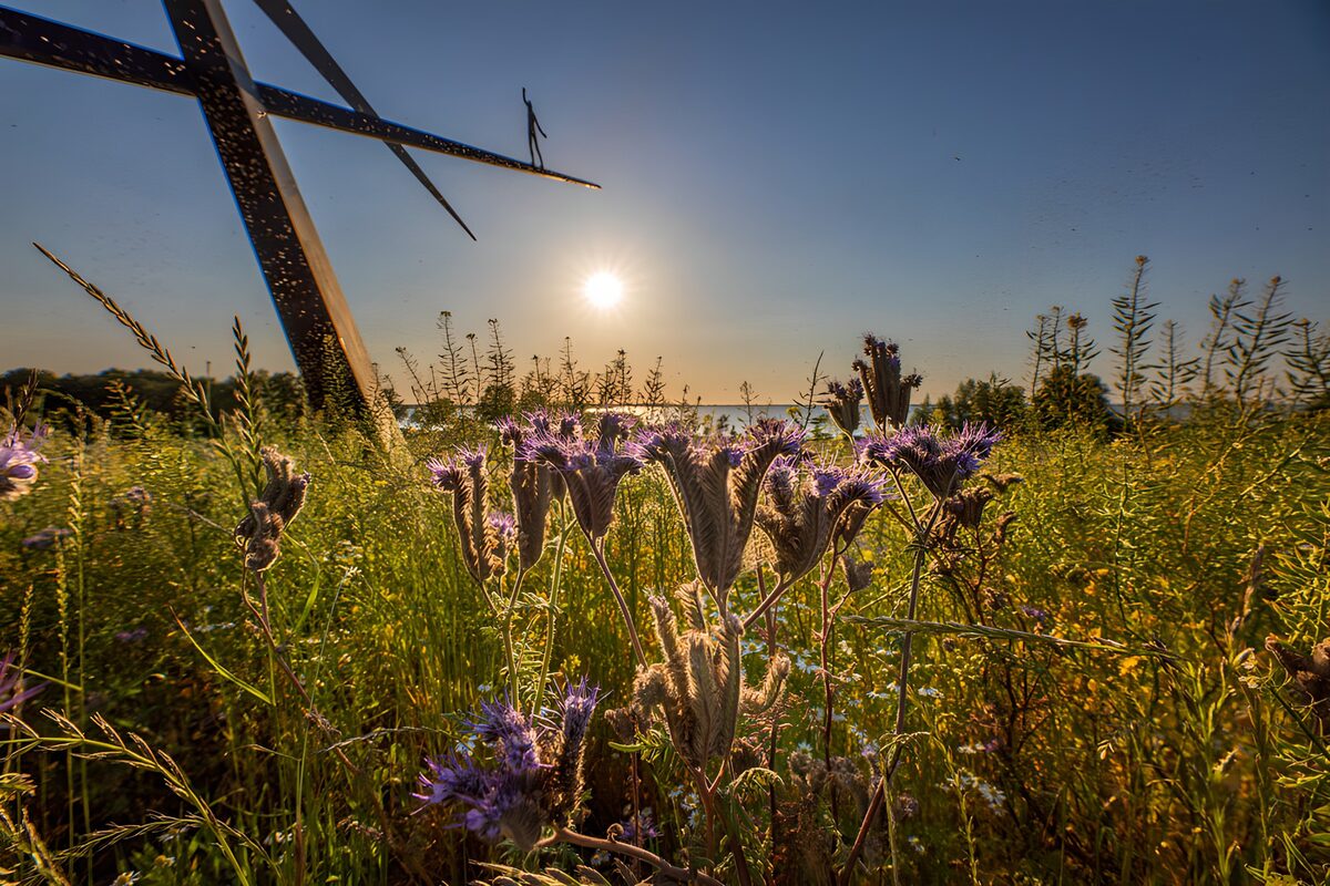 Purple wildflowers in the evening sun