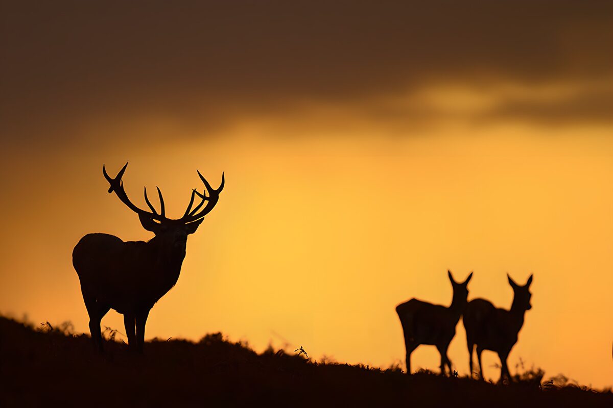 Three deer silhouetted at sunset