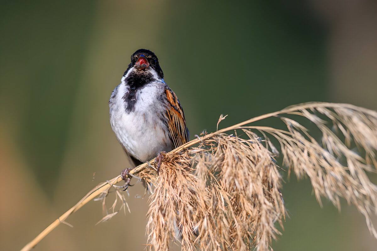 Reed bunting on sunlit reeds
