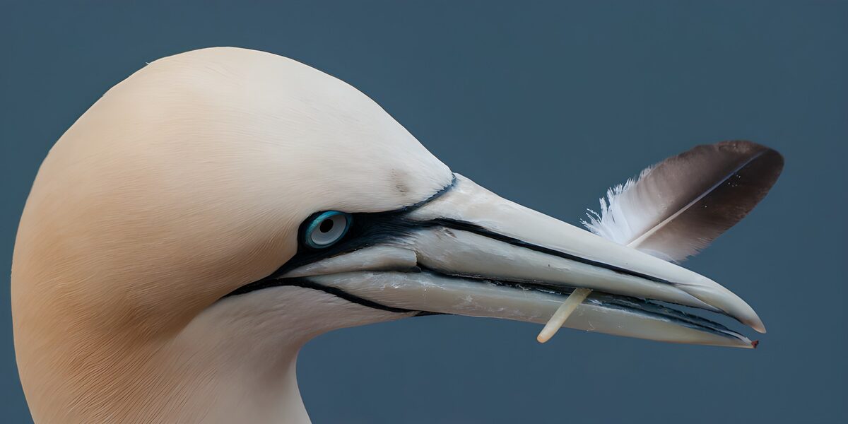 Northern gannet in a quiet close-up