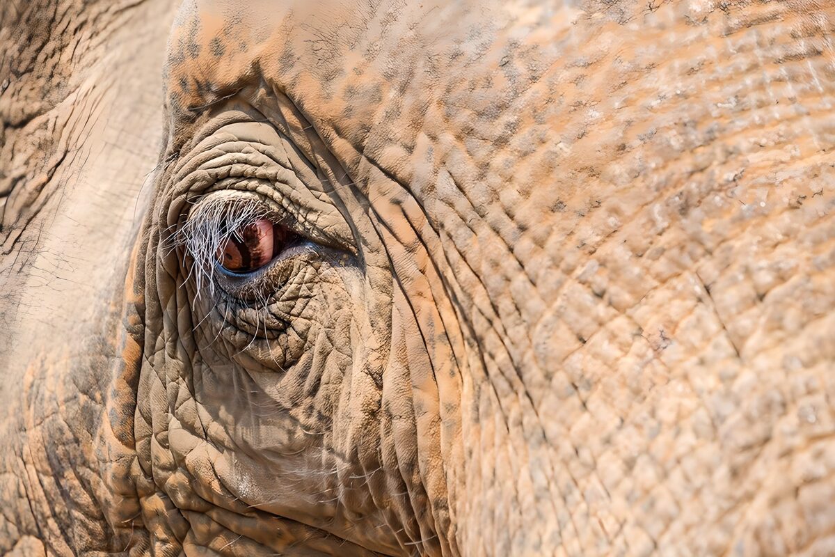 Elephant’s eye in warm light